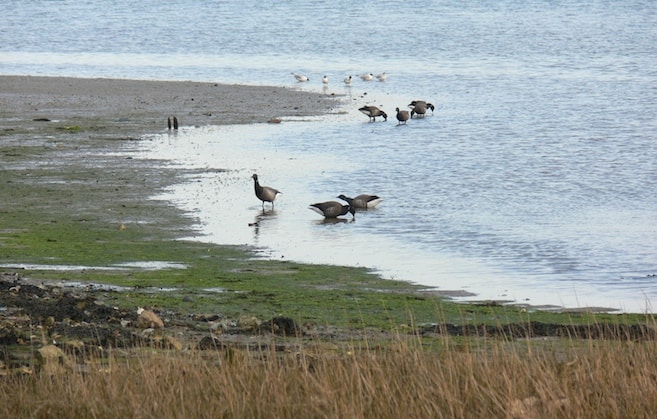 Brent geese on the River Medina