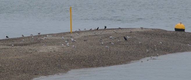Birds on the breakwater gravel core