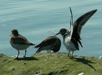 Dunlins on the Medina estuary