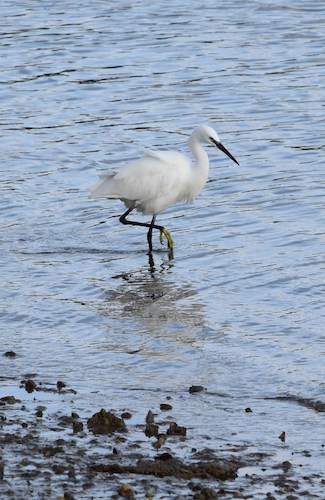 Little Egret on the River Medina